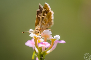 Gegenes pumilio aus der Familie der Dickkopffalter