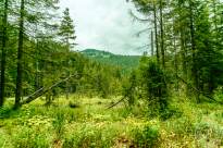 Grosser_Arbersee (5)
