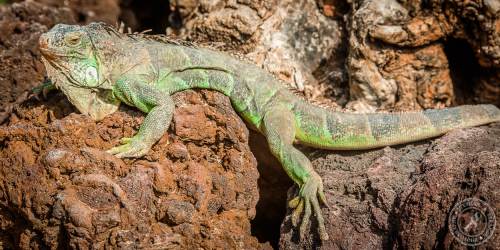 Grüner-Leguan-12