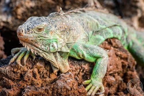 Grüner-Leguan-5