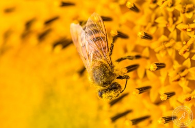 Eine Honigbiene sucht nach Blütenstaub