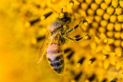 Eine Honigbiene sucht nach Blütenstaub