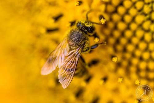 Eine Honigbiene sucht nach Blütenstaub