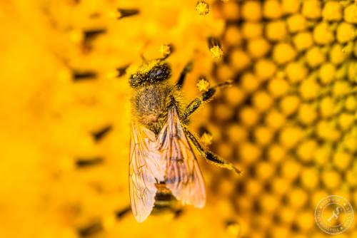 Eine Honigbiene sucht nach Blütenstaub