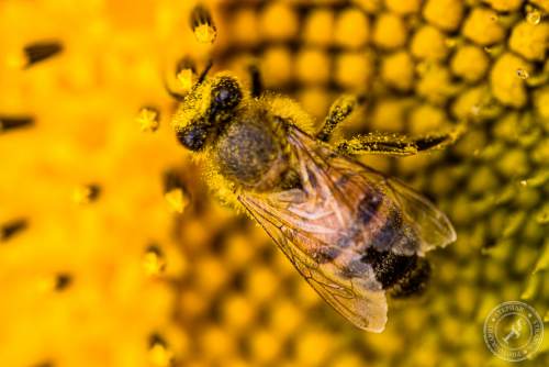 Eine Honigbiene sucht nach Blütenstaub