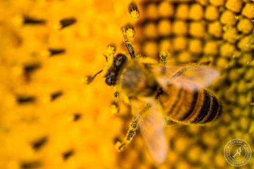 Eine Honigbiene sucht nach Blütenstaub