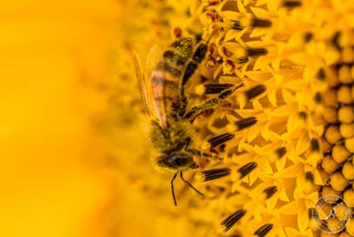 Eine Honigbiene sucht nach Blütenstaub