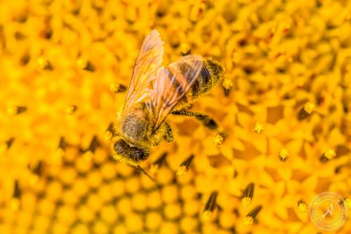 Eine Honigbiene sucht nach Blütenstaub
