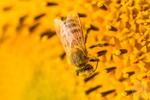 Eine Honigbiene sucht nach Blütenstaub