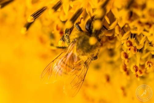 Eine Honigbiene sucht nach Blütenstaub