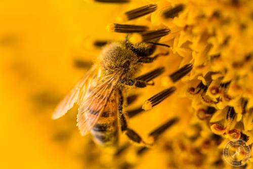 Eine Honigbiene sucht nach Blütenstaub