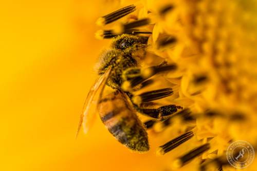 Eine Honigbiene sucht nach Blütenstaub
