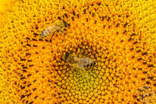 Eine Honigbiene sucht nach Blütenstaub