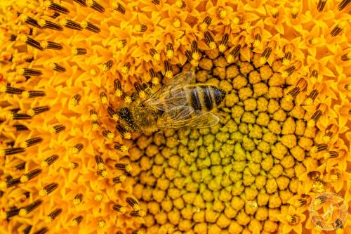 Eine Honigbiene sucht nach Blütenstaub