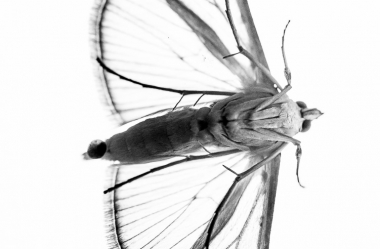 Insekten auf Glasscheibe