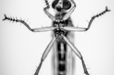Insekten auf Glasscheibe
