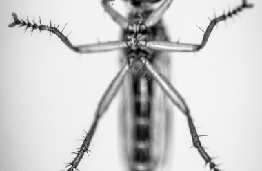 Insekten auf Glasscheibe
