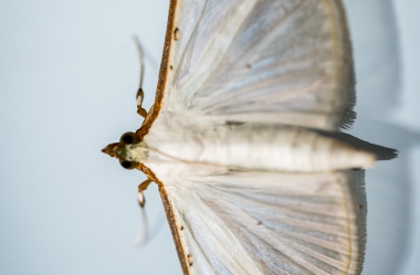 Insekten auf Glasscheibe