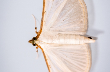 Insekten auf Glasscheibe