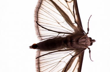 Insekten auf Glasscheibe