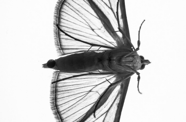 Insekten auf Glasscheibe