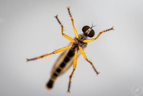 Insekten auf Glasscheibe