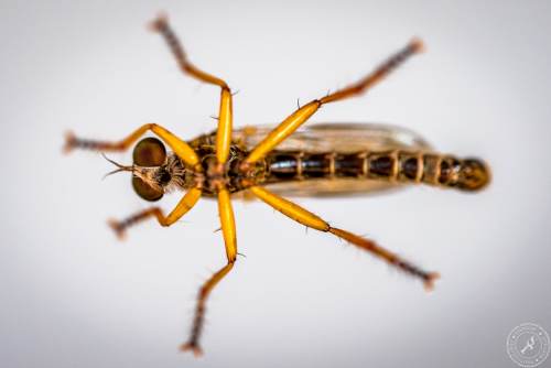 Insekten auf Glasscheibe