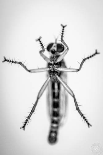 Insekten auf Glasscheibe