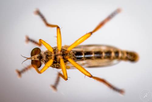 Insekten auf Glasscheibe