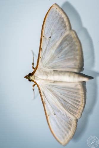 Insekten auf Glasscheibe