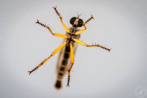 Insekten auf Glasscheibe