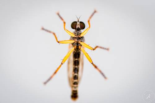 Insekten auf Glasscheibe