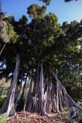 Jardín de aclimatación de La Orotava