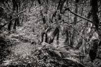 La Gomeras Fairytale Forrest in Black & White