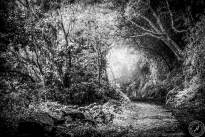 La Gomeras Fairytale Forrest in Black & White