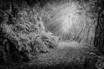 La Gomeras Fairytale Forrest in Black & White