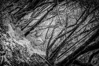 La Gomeras Fairytale Forrest in Black & White