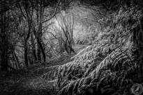 La Gomeras Fairytale Forrest in Black & White