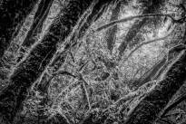 La Gomeras Fairytale Forrest in Black & White