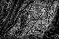 La Gomeras Fairytale Forrest in Black & White