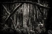 La Gomeras Fairytale Forrest in Black & White
