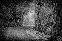La Gomeras Fairytale Forrest in Black & White
