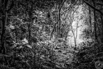 La Gomeras Fairytale Forrest in Black & White