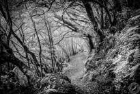 La Gomeras Fairytale Forrest in Black & White