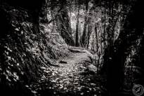 La Gomeras Fairytale Forrest in Black & White