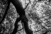 La Gomeras Fairytale Forrest in Black & White