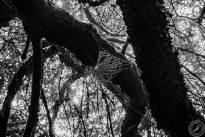La Gomeras Fairytale Forrest in Black & White
