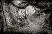 La Gomeras Fairytale Forrest in Black & White