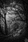 La Gomeras Fairytale Forrest in Black & White