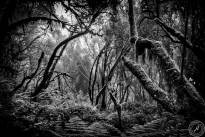 La Gomeras Fairytale Forrest in Black & White
